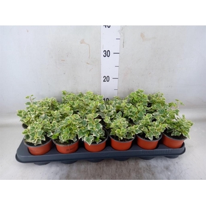 Hedera helix 'Wonder'