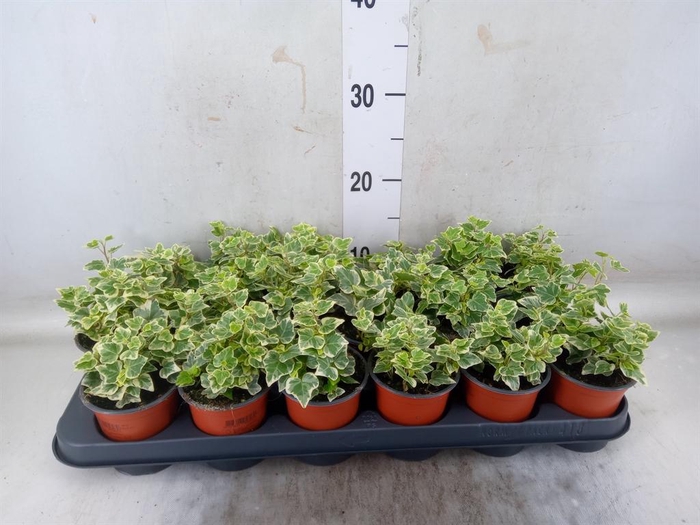 <h4>Hedera helix 'Wonder'</h4>