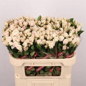 R Tr Royal Porcelina Extra Jangwani