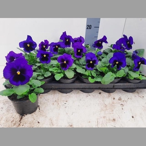 VIO WI DEL BLU+BLOTC