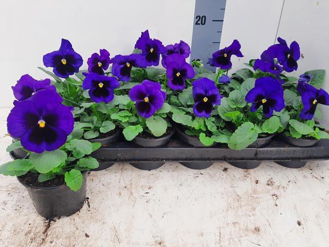 <h4>VIO WI DEL BLU+BLOTC</h4>