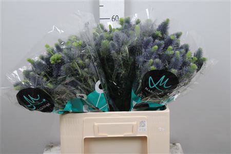 <h4>Eryngium  'Supernova'</h4>