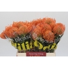 Nutans Ayoba Mandarin Zest