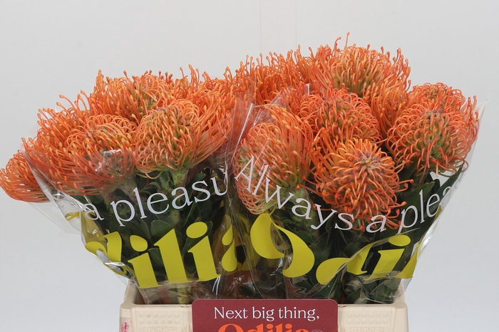 Nutans Ayoba Mandarin Zest