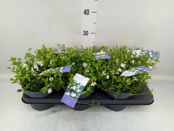 <h4>Vinca minor</h4>