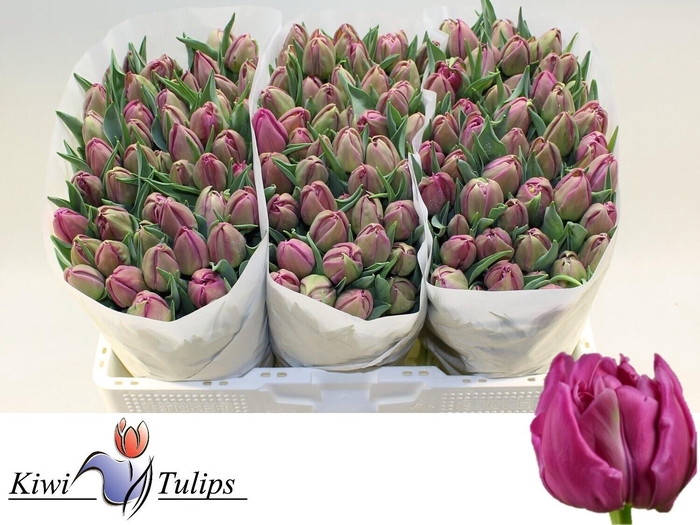 <h4>Tulipa do double princess</h4>