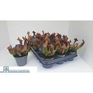 SARRACENIA OV