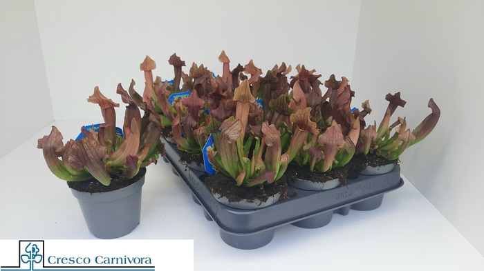 <h4>SARRACENIA OV</h4>