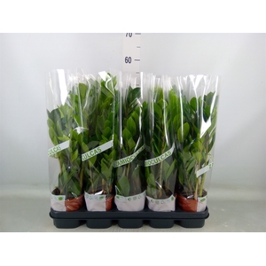 Zamioculcas zamiifolia