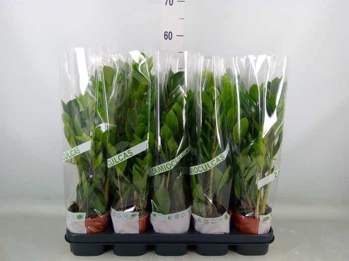 <h4>Zamioculcas zamiifolia</h4>