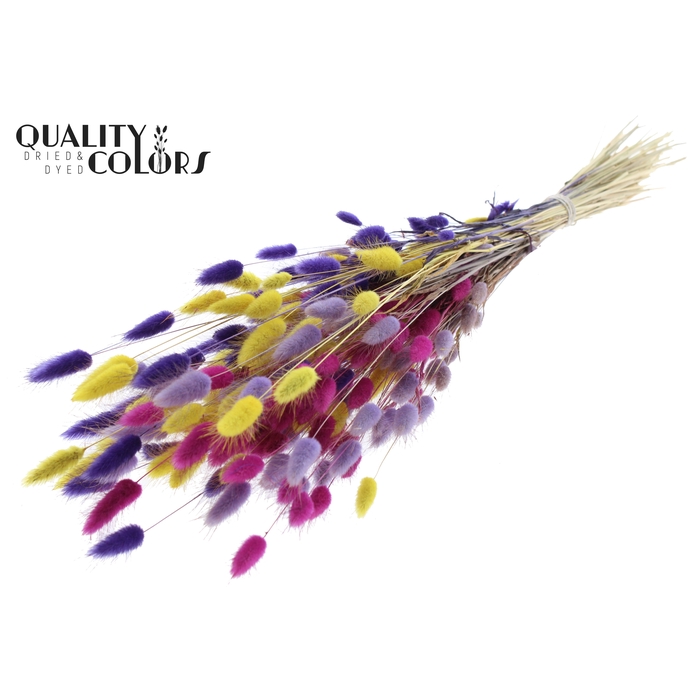 <h4>Lagurus per bunch Colourful 11</h4>