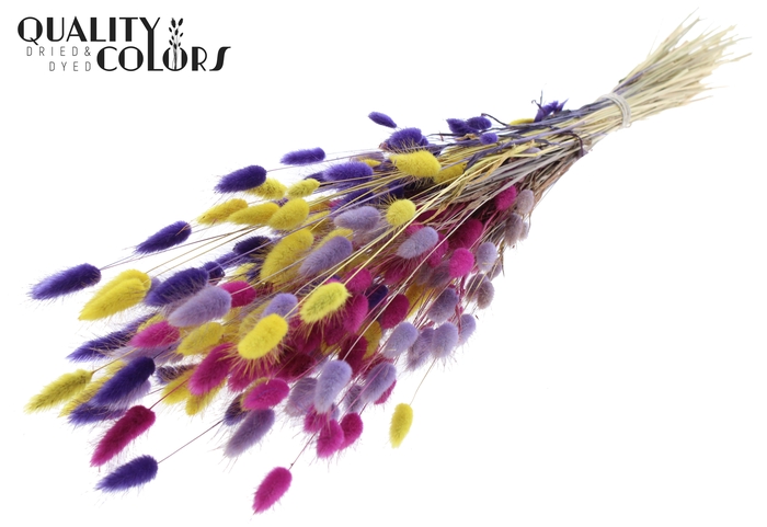 Lagurus per bunch Colourful 11