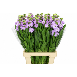 Matthiola Iron Marine