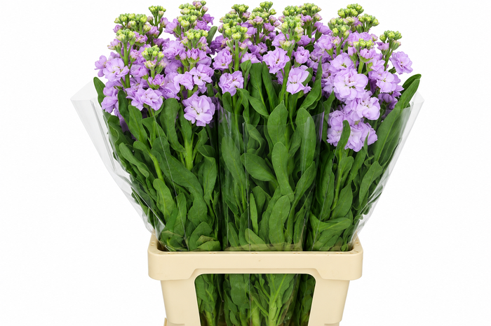 <h4>Matthiola Iron Marine</h4>