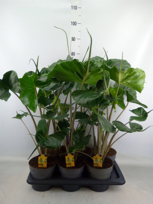 <h4>Alocasia macrorrhiza 'Stingray'</h4>