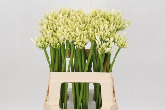 <h4>Agapanthus Gletsjer</h4>