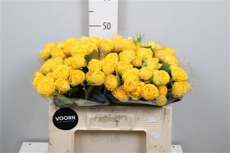 <h4>Rosa TR 'Luna Trendsetter'</h4>