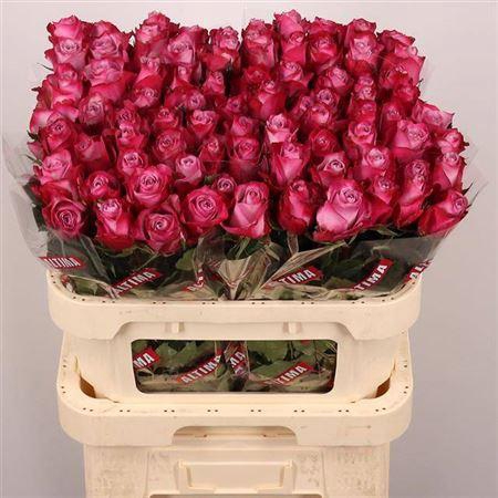 <h4>R Gr Deep Purple</h4>