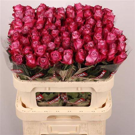 <h4>R Gr Deep Purple</h4>