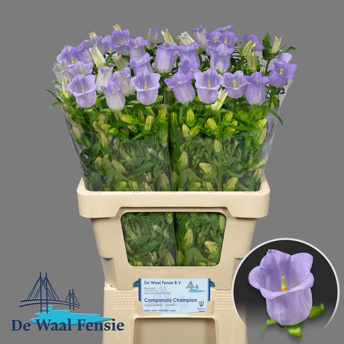 <h4>Camp M Champion Lave</h4>