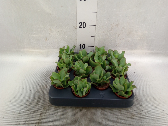 Crassula arborescens 'Curly Green'