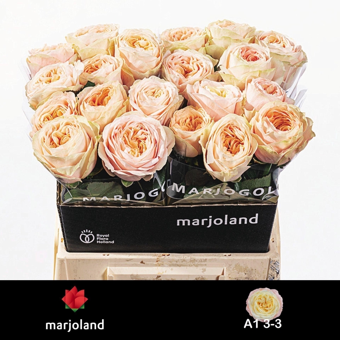 <h4>ROSA GR 'PRISCILLA'</h4>