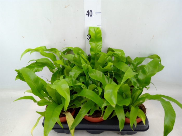 <h4>Asplenium antiquum</h4>