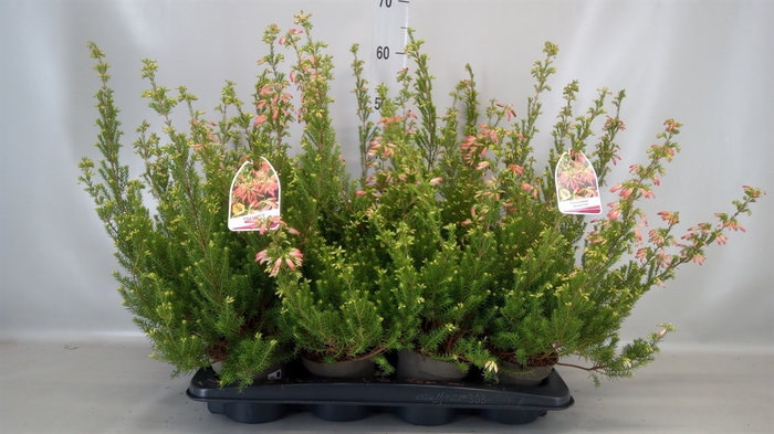 <h4>Erica  'Winter Fire'</h4>