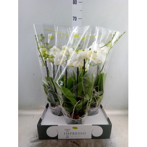 Phalaenopsis   ...white