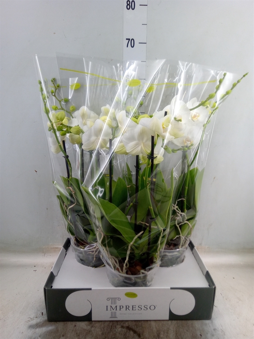 <h4>Phalaenopsis   ...white</h4>