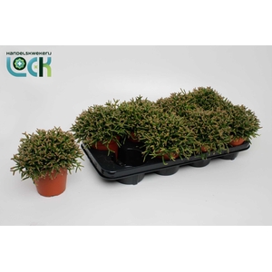 RHIPSALIS BURCHELLII