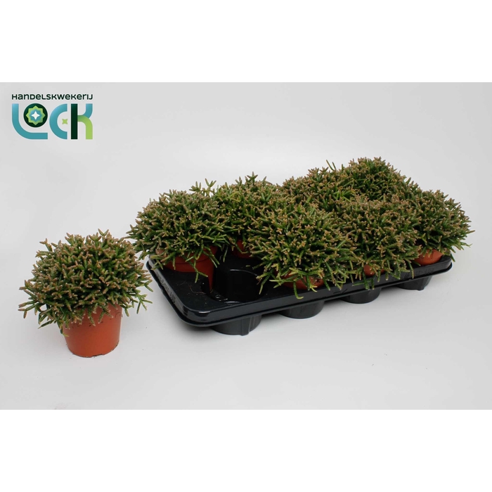 <h4>RHIPSALIS BURCHELLII</h4>