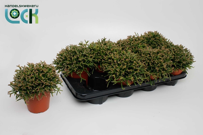 <h4>RHIPSALIS BURCHELLII</h4>