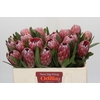 Protea Pink Ice