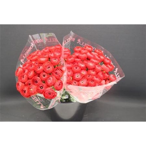 Cloni X Pure Red X100