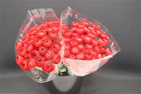 <h4>Cloni X Pure Red X100</h4>