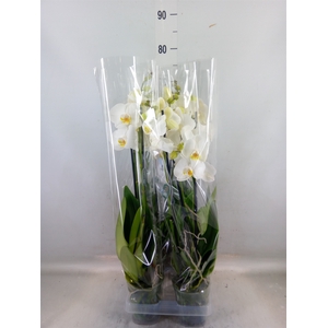 Phalaenopsis  'Ant Nottingham'