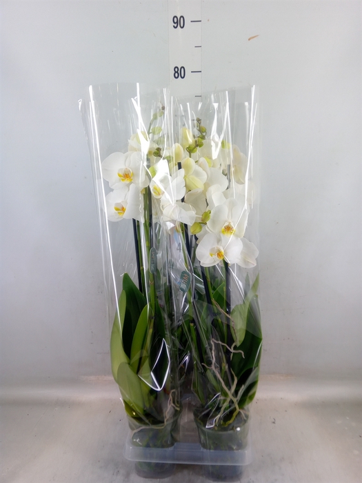 <h4>Phalaenopsis  'Ant Nottingham'</h4>