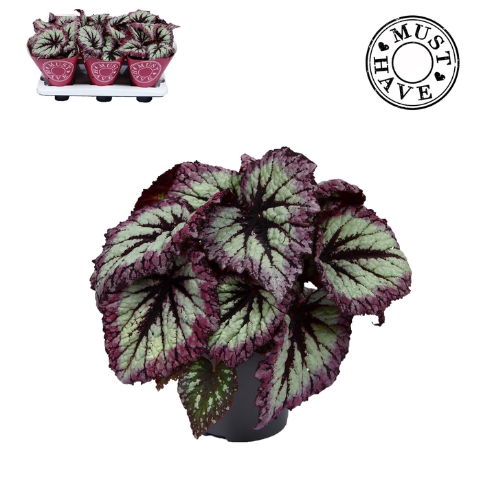 <h4>Bladbegonia Rex Fireworks Must Have</h4>