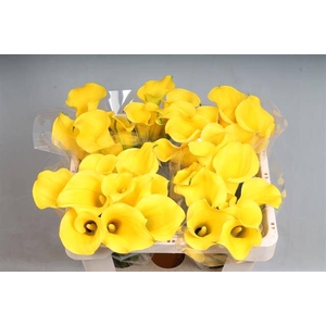 Zantedeschia sunny art