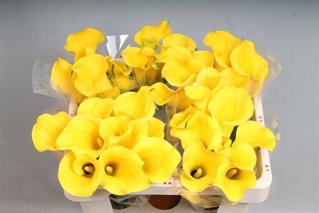 <h4>Zantedeschia sunny art</h4>