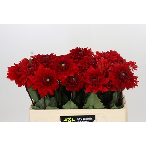 Dahlia Heatwave