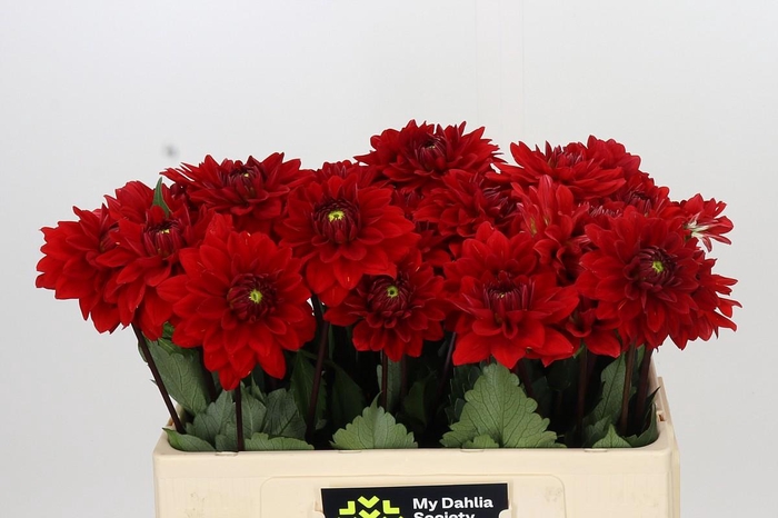 <h4>Dahlia Heatwave</h4>