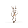 Syringa Branch Extra Ficher