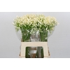 Agapanthus White Heaven