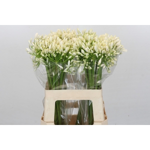 Agapanthus White Heaven