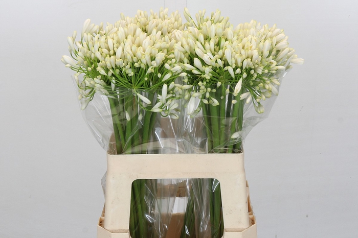 <h4>Agapanthus White Heaven</h4>