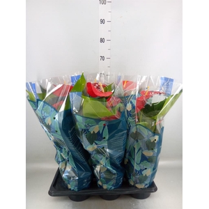 Anthurium andr. 'Karma Red'