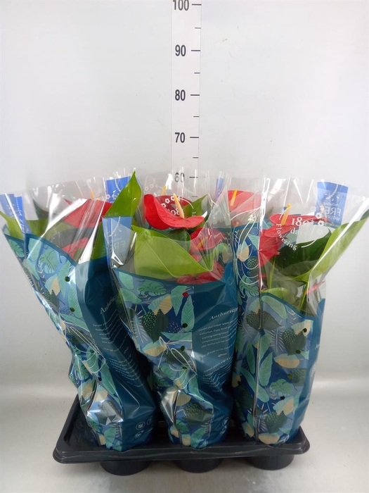 <h4>Anthurium andr. 'Karma Red'</h4>