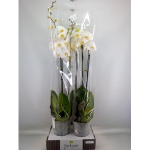 Phalaenopsis   ...white